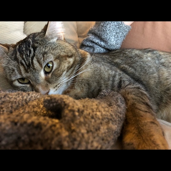 Meet your Posher, Lizzy - Picture 1 of 1